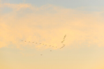 Birds flying in a colorful sky at sunrise in autumn,  Almere, Flevoland, The Netherlands, November 29, 2024