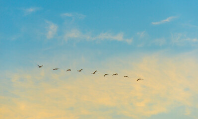 Fototapeta premium Birds flying in a colorful sky at sunrise in autumn, Almere, Flevoland, The Netherlands, November 29, 2024