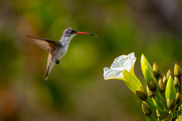 Colibrí Corona Violeta, Violet-crowned Hummingbird © Roberto