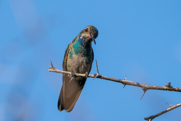 Colibrí Pico Ancho, Broad-billed Hummingbird