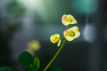 A yellow flower with a pink center is in the foreground