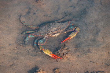 Large blue crab walking in shallow water