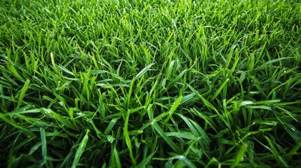 Obraz premium Close-Up of Lush Green Grass