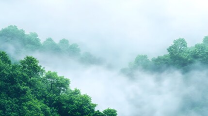 Misty Forest Landscape