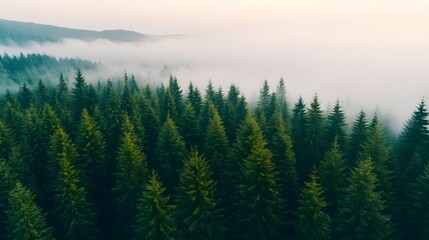 Obraz premium Misty Mountain Evergreen Forest