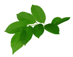 green spring leaves for design and decoration. Isolated on transparent, png. Fresh leaves. Foliage. Spring, summer.