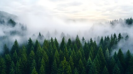 Misty Mountain Forest Pines