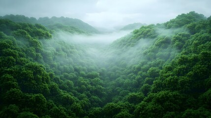 Obraz premium Misty Mountain Forest Landscape