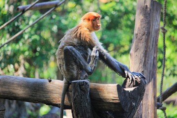 Naklejka premium Proboscis Monkey Relaxing on a Wooden Log in Tropical Forest Habitat
