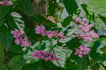Violet flower on green background, Bali, Indonesia