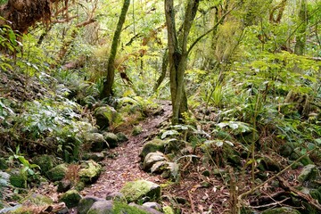 Fototapeta premium Path Along the Nicols Creek Track: Scenic Forest Trail in New Zealand