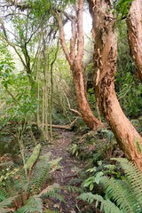 Path Along the Nicols Creek Track: Scenic Forest Trail in New Zealand