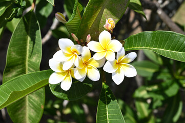 White flower on green background, Bali, Indonesia