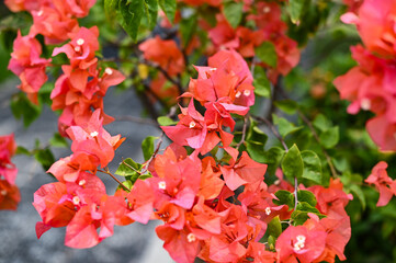 Salmon colored flower, Bali, Indonesia