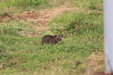 Fototapeta premium Coypu of a specific alien species