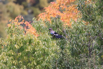 Eurasian Jay collecting acorns for winter food  