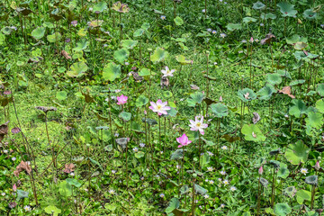 Lotus flower on green background, Bali, Indonesia