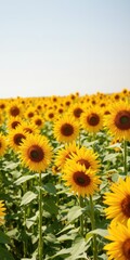 Obraz premium Bright and vibrant sunflower background with a field full of yellow flowers, countryside