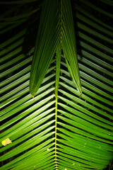 Folha da palmeira &aacute;rvore nativa da Mata Atl&acirc;ntica Brasileira. 