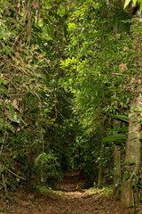 Trilha dentro da Mata Atl&acirc;ntica Brasileira.  