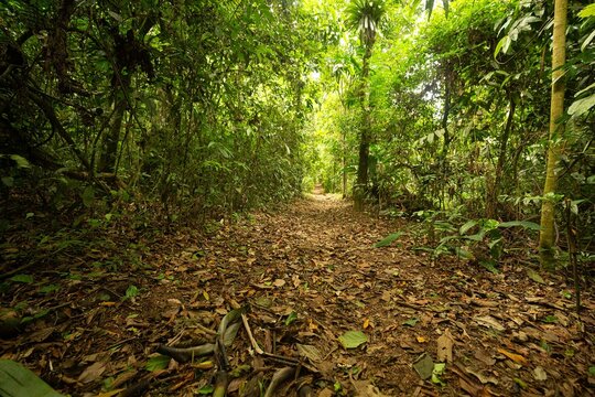 Trilha na floresta, folhas secas no ch&atilde;o, &aacute;rvores, plantas luz e sombra. 