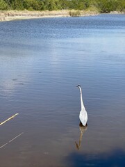 Obraz premium swan on the lake