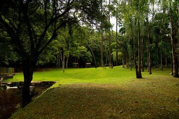 Obraz premium Árvores, gramado e rio de água escuro Mata Atlântica Brasileira. 