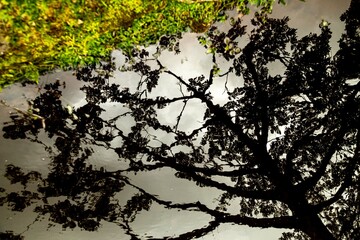 Reflexo de galho de árvore na superfície de água de lago com margem de grama verde. 