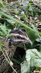 A brown quail between leaves