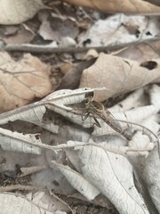 Cute insect on the leaf