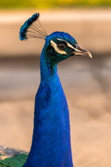 Close-Up of a Vibrant Peacock's Face