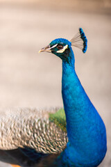 Fototapeta premium Close-Up of a Vibrant Peacock's Face