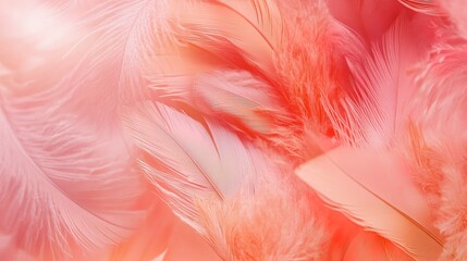 Obraz premium Coral pink pastel feather background 