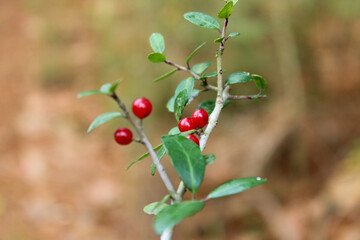 Fototapeta premium red berries on a branch
