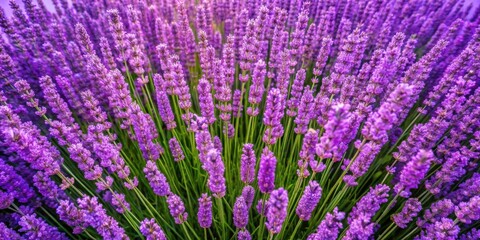 Naklejka premium A field of lavender blooms in a vibrant purple hue, showcasing the delicate beauty of nature's floral artistry