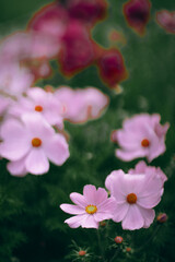 Obraz premium Field of White and Pink Cosmos Flowers