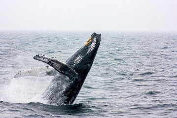Obraz premium A Humpback Whale Breaching in the Atlantic Ocean on an Overcast day