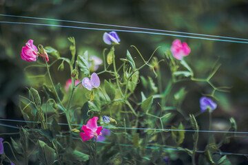 Sweet Pea Flowers with Vibrant Colors