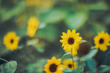Bright Yellow Sunflowers in a Summer Garden