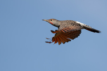 Northern Flicker Woodpecker Monitors Its Territory