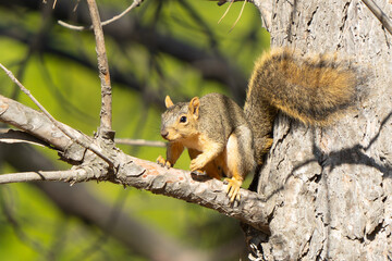 Obraz premium Eastern Red Squirrel Looks for a Fight