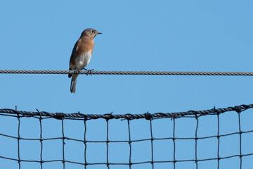 Eastern Bluebirds Perch on Ballpark Fence