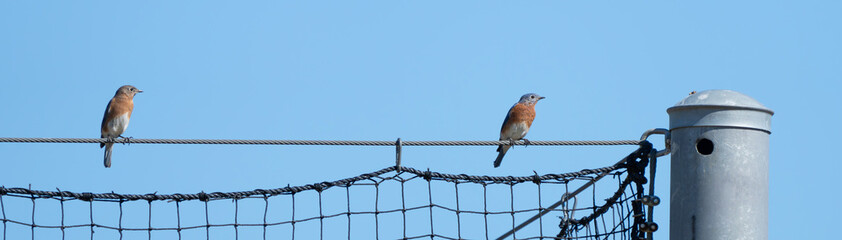 Obraz premium Eastern Bluebirds Perch on Ballpark Fence