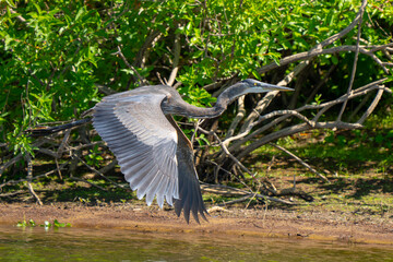 Great Blue Heron in Flight After Intruder on Wooded Lakeshore