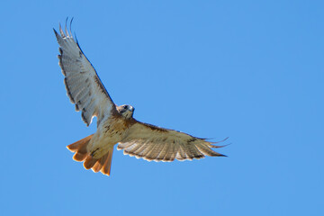 Fototapeta premium Red-Tailed Hawk Eyes Photographer Prey