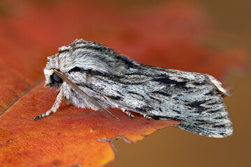 Herbst-Rauhaareule - Asteroscopus sphinx