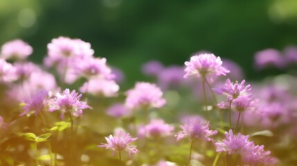 Obraz premium Delicate Pink Flowers Blooming In Sunlight