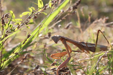 カマキリ - 草むらに潜むハンター