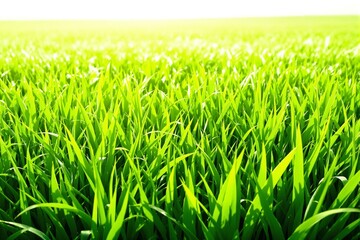 Obraz premium Vibrant Green Grass Field Under Bright Sunlight