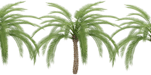 palm tree isolated on white empty background 